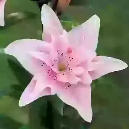 Asiatic Hybrids